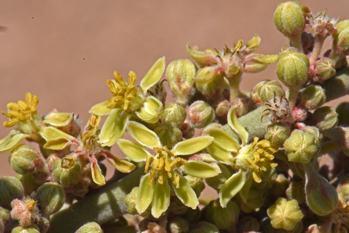 Crucifixion Thorn has greenish-yellow flowers with 7 or 8 petals. Flowers bloom from June to July in Arizona and April to October in California, Castela emoryi